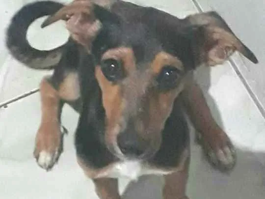 Cachorro ra a Tipo bassê (salsichinha)  idade 7 a 11 meses nome Toddy