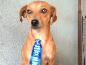 Cachorro raça  idade 1 ano nome Nicolau 