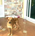 Nicolau