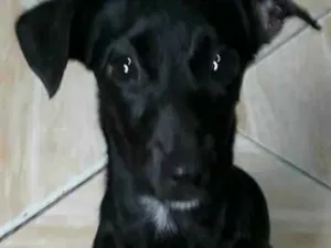 Cachorro raça Tipo bassê (salsichinha)  idade 7 a 11 meses nome Albert