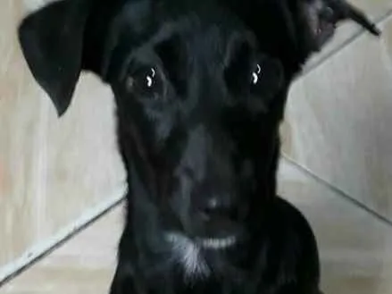 Cachorro ra a Tipo bassê (salsichinha)  idade 7 a 11 meses nome Albert