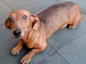 Cachorro raça dachshund idade 2 anos nome Feliz