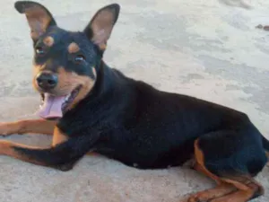 Cachorro raça SRD idade 1 ano nome Linda