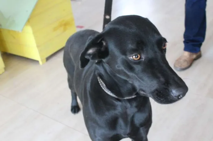 Cachorro raça Mix de Labrador idade 2 anos nome Amora