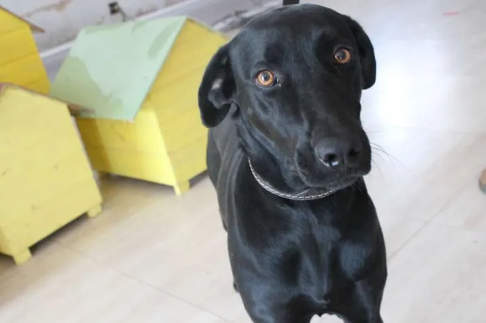 Cachorro raça Mix de Labrador idade 2 anos nome Amora