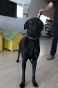 Amora