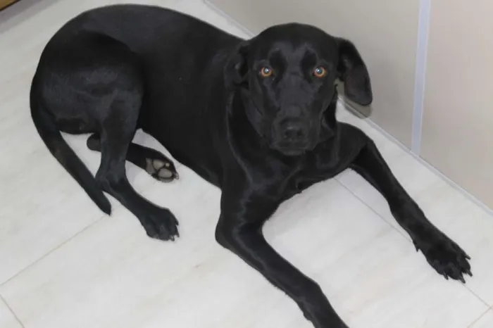 Cachorro raça Mix de Labrador idade 2 anos nome Amora