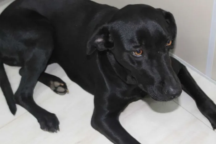 Cachorro raça Mix de Labrador idade 2 anos nome Amora