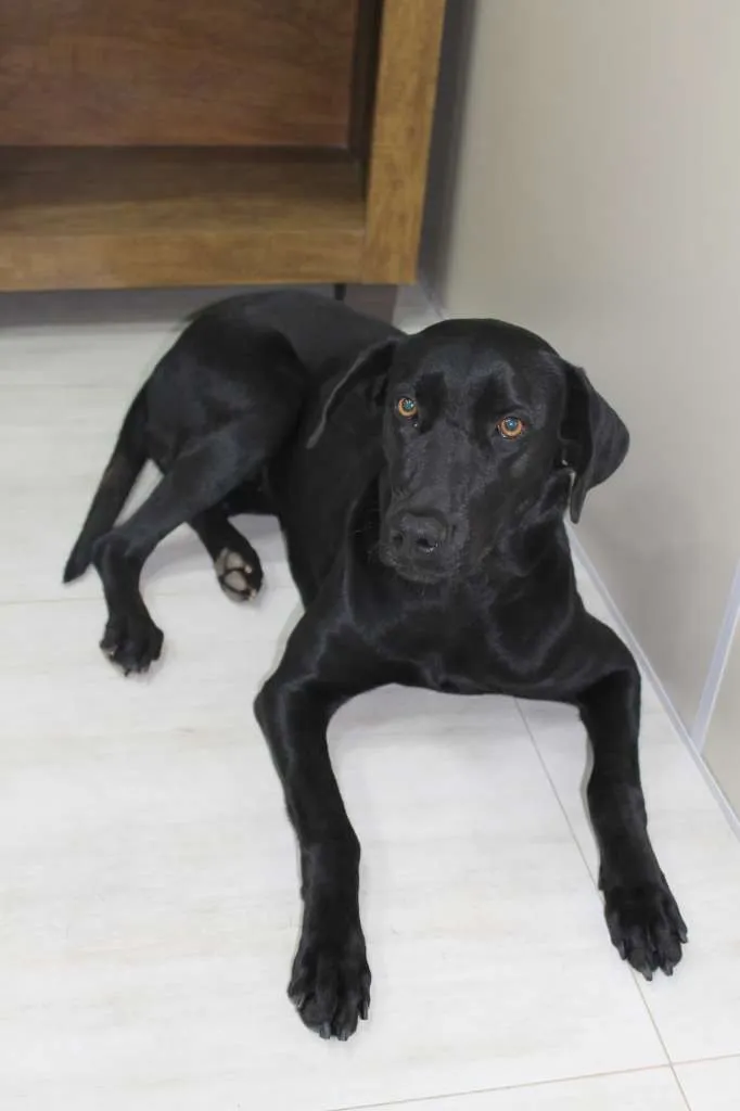 Cachorro raça Mix de Labrador idade 2 anos nome Amora