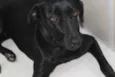 Amora