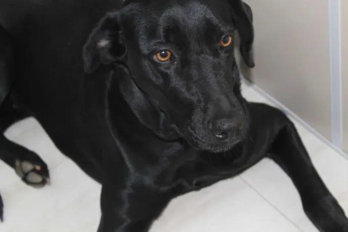 Cachorro raça Mix de Labrador idade 2 anos nome Amora