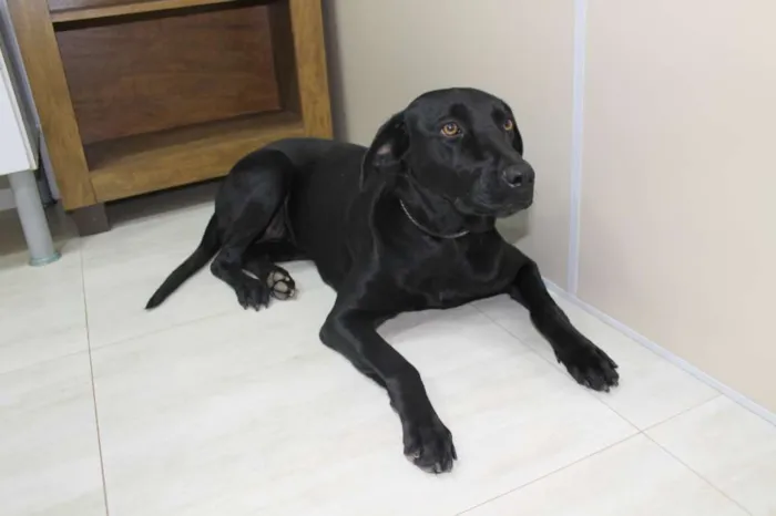 Cachorro raça Mix de Labrador idade 2 anos nome Amora