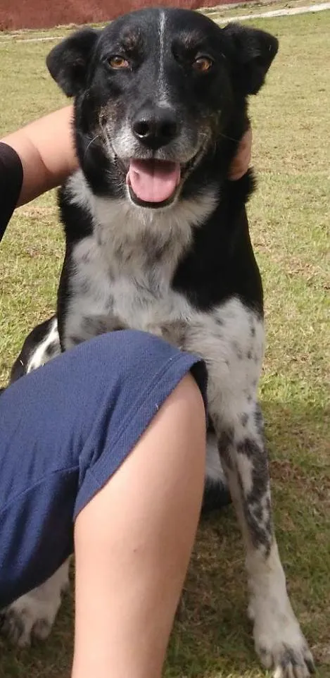 Cachorro ra a Border Collie/SRD idade 6 ou mais anos nome Duff