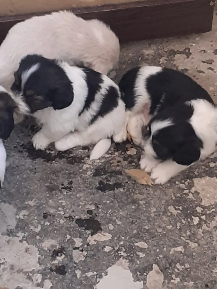 Cachorro ra a SRD idade  nome Filhote 