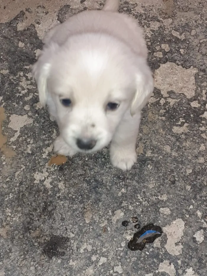 Cachorro ra a SRD idade  nome Filhote 