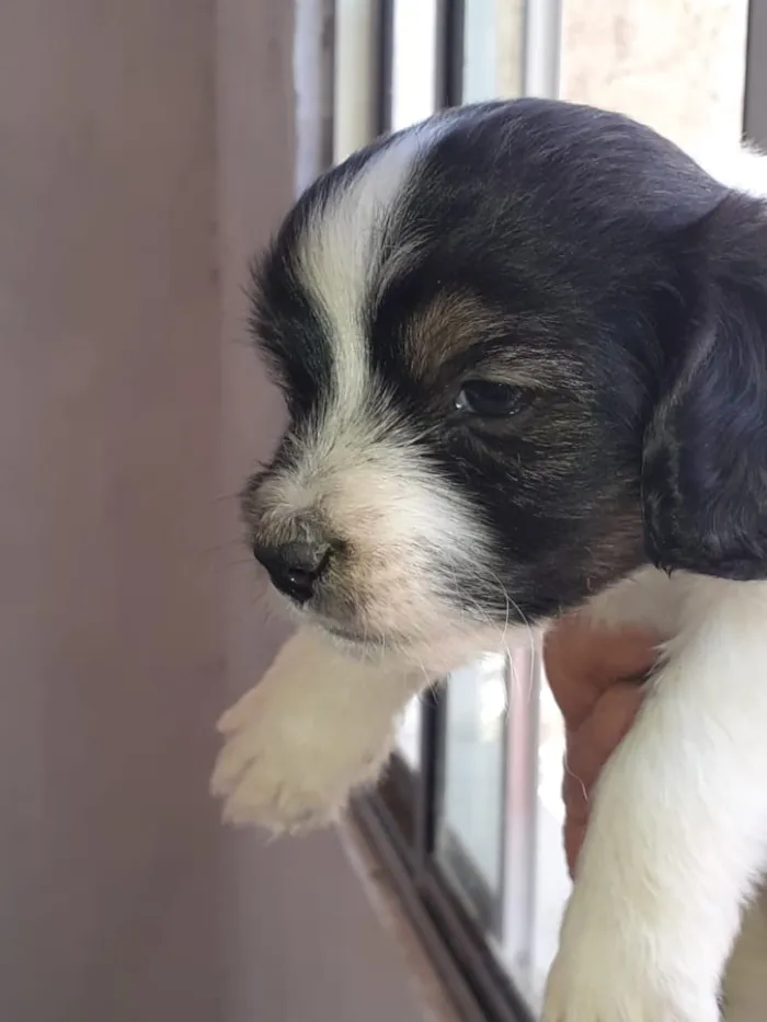 Cachorro ra a SRD idade  nome Filhote 
