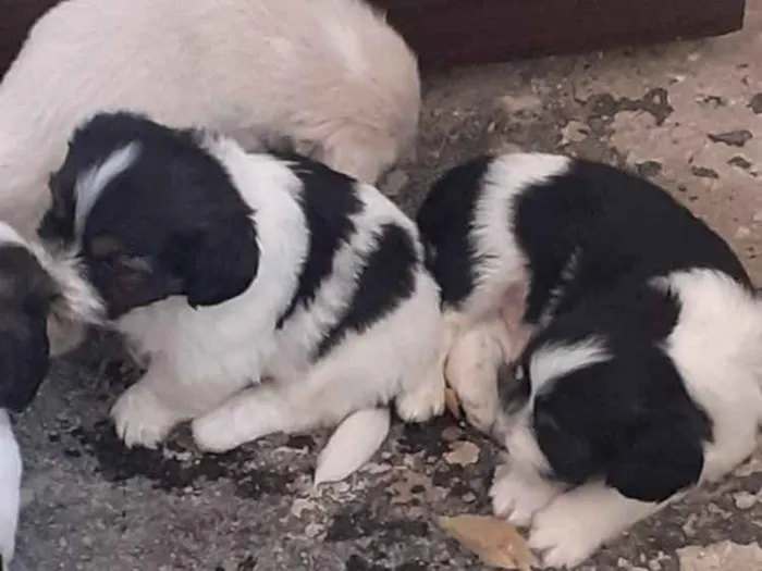 Cachorro ra a SRD idade  nome Filhote 