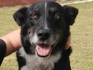 Cachorro raça Border Collie/SRD idade 6 ou mais anos nome Duff