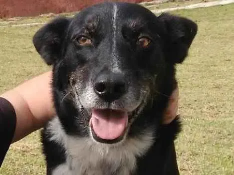 Cachorro ra a Border Collie/SRD idade 6 ou mais anos nome Duff