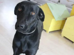 Cachorro raça Mix de Labrador idade 2 anos nome Amora