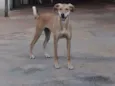 Pandora