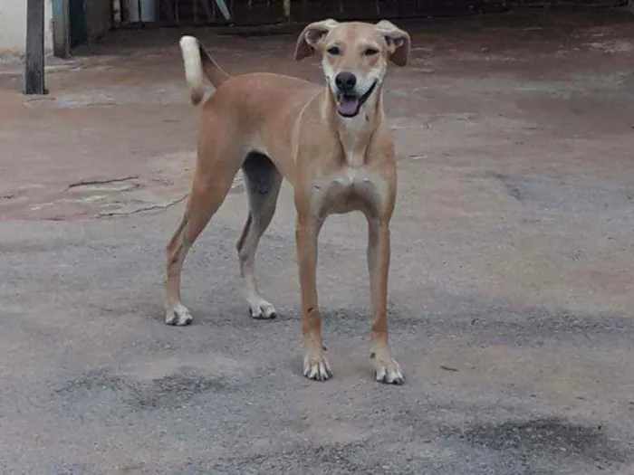 Cachorro ra a SRD idade 4 anos nome Pandora