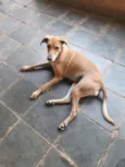 Pandora