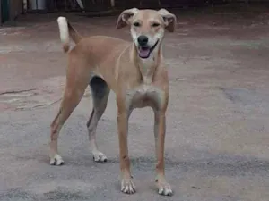 Cachorro raça SRD idade 4 anos nome Pandora