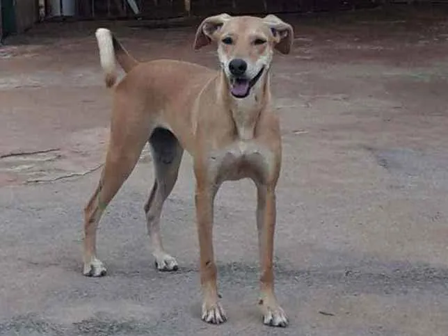 Cachorro ra a SRD idade 4 anos nome Pandora