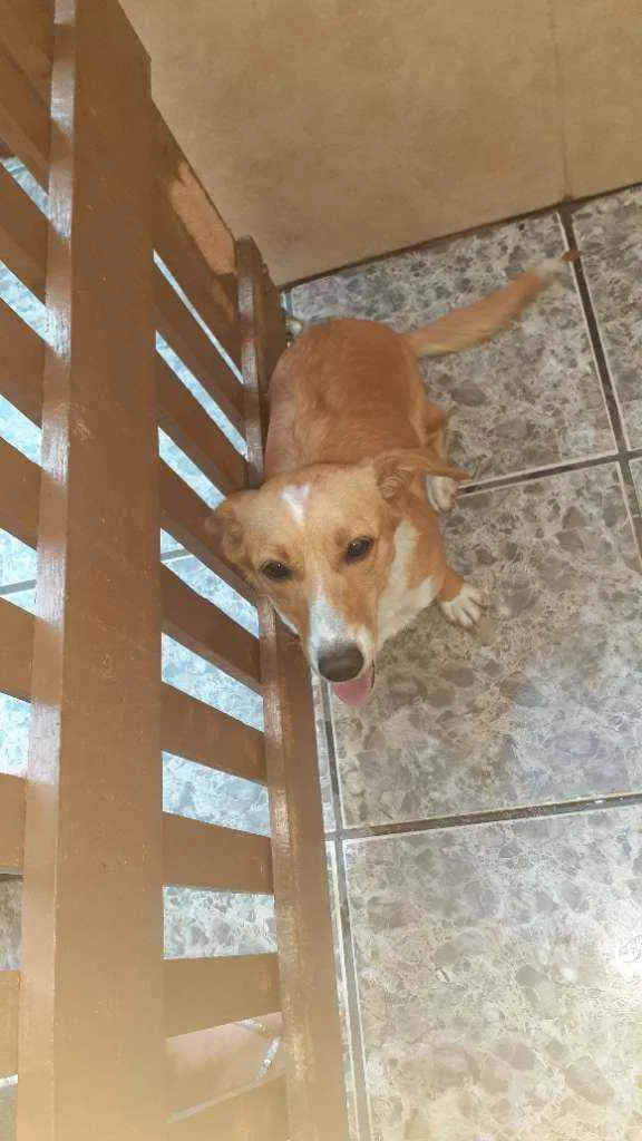 Cachorro ra a Vira lata idade 7 a 11 meses nome Liza