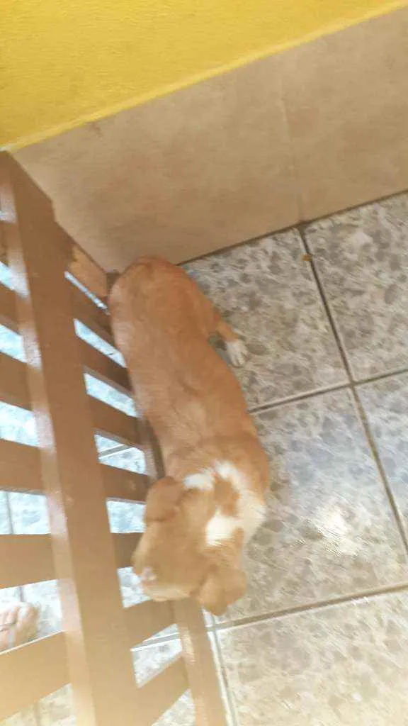Cachorro ra a Vira lata idade 7 a 11 meses nome Liza