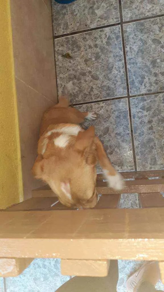 Cachorro ra a Vira lata idade 7 a 11 meses nome Liza