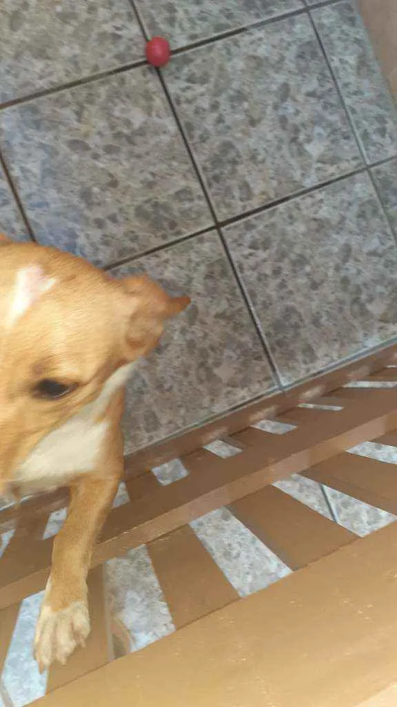 Cachorro ra a Vira lata idade 7 a 11 meses nome Liza