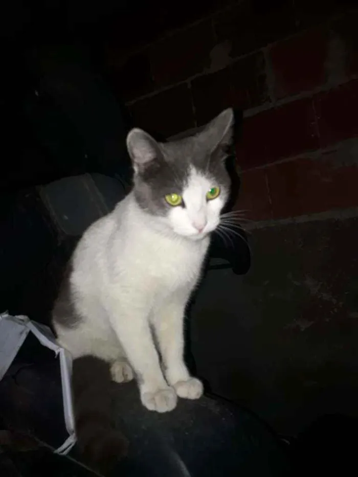Gato ra a SRD idade 2 a 6 meses nome Zeca