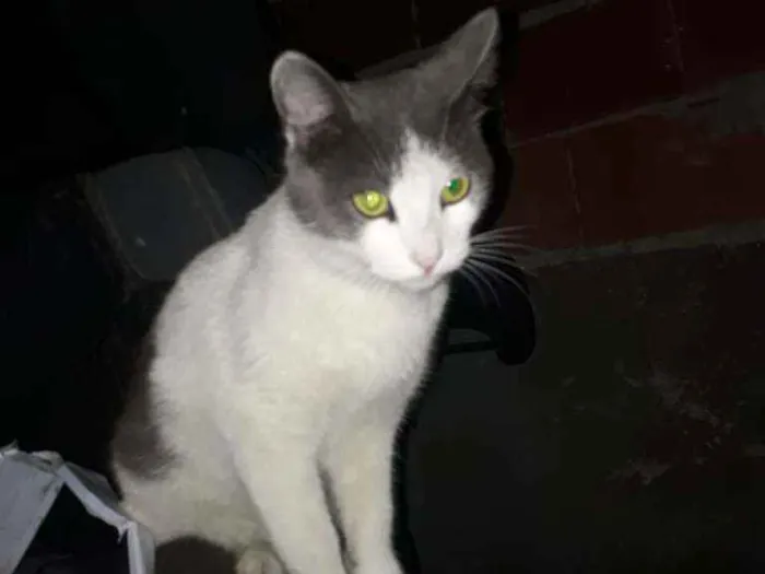 Gato ra a SRD idade 2 a 6 meses nome Zeca