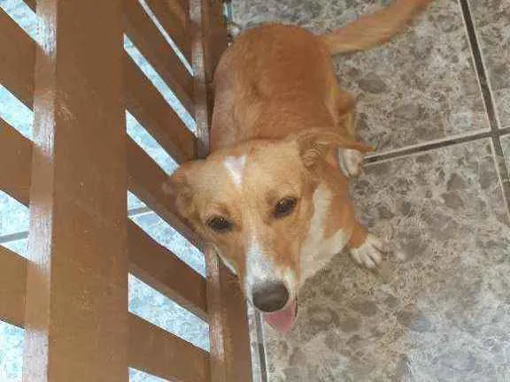 Cachorro ra a Vira lata idade 7 a 11 meses nome Liza