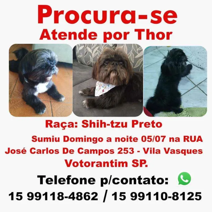 Cachorro ra a Shih-Tzu idade 3 anos nome Thor