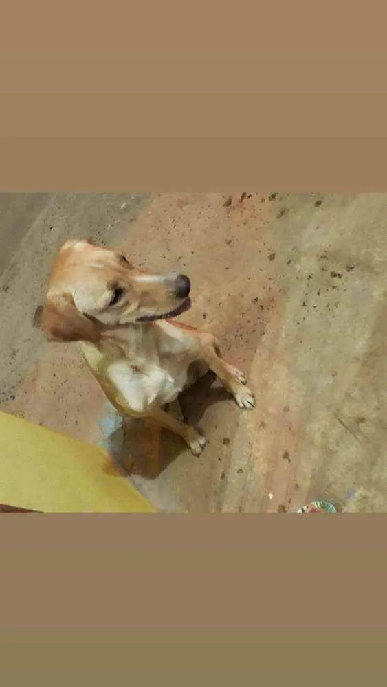 Gato raça Sem raça definida  idade Abaixo de 2 meses nome .
