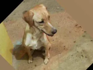 Gato raça Sem raça definida  idade Abaixo de 2 meses nome .
