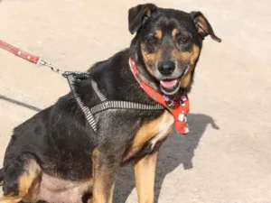Cachorro raça SRD-ViraLata idade 5 anos nome FREDY