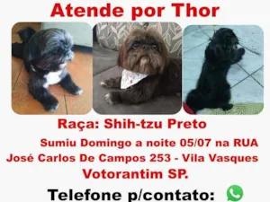 Cachorro raça Shih-Tzu idade 3 anos nome Thor