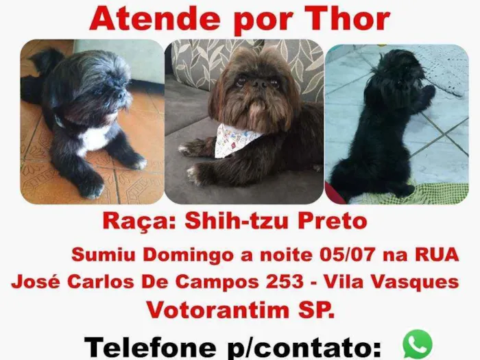 Cachorro ra a Shih-Tzu idade 3 anos nome Thor