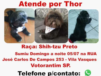 Cachorro raça Shih-Tzu idade 3 anos nome Thor
