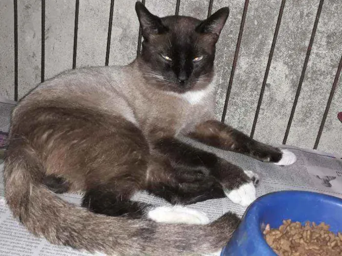 Gato ra a Siames idade 1 ano nome Bello