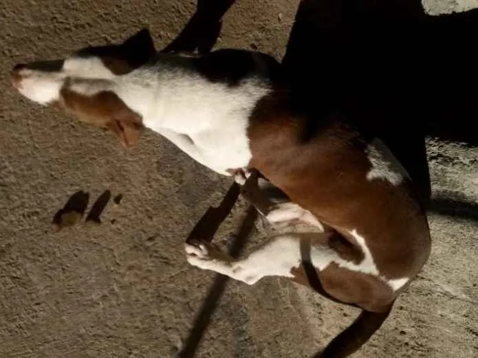 Cachorro ra a Pitbul idade 1 ano nome Luna