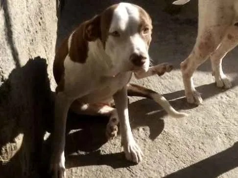 Cachorro ra a Pitbul idade 1 ano nome Luna
