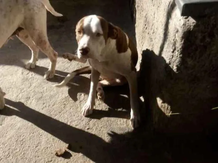 Cachorro ra a Pitbul idade 1 ano nome Luna