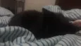 Corajosa