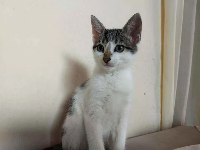 Gato ra a  idade 2 a 6 meses nome Sem nome