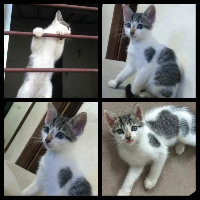 Gato ra a  idade 2 a 6 meses nome Sem nome